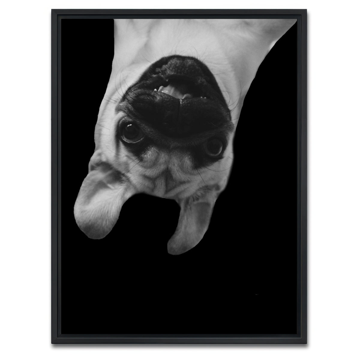 AUTO-MOCKUP WHITE | Funny Pug Dog | 1 Piece | Black Framed Canvas | group=3x4