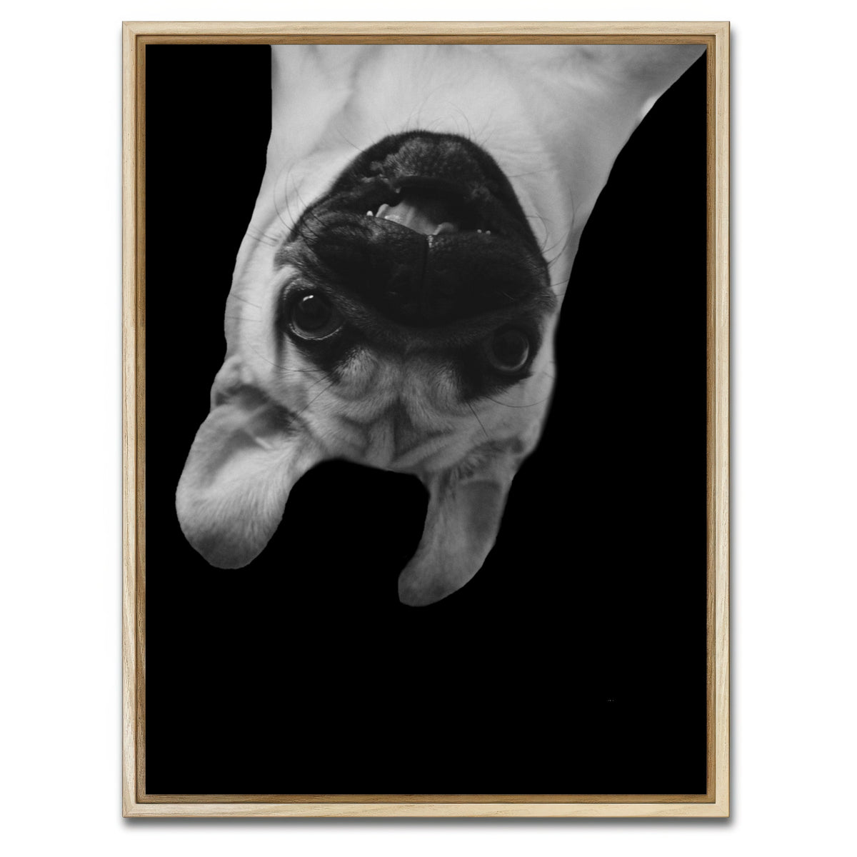AUTO-MOCKUP WHITE | Funny Pug Dog | 1 Piece | Natural Framed Canvas | group=3x4