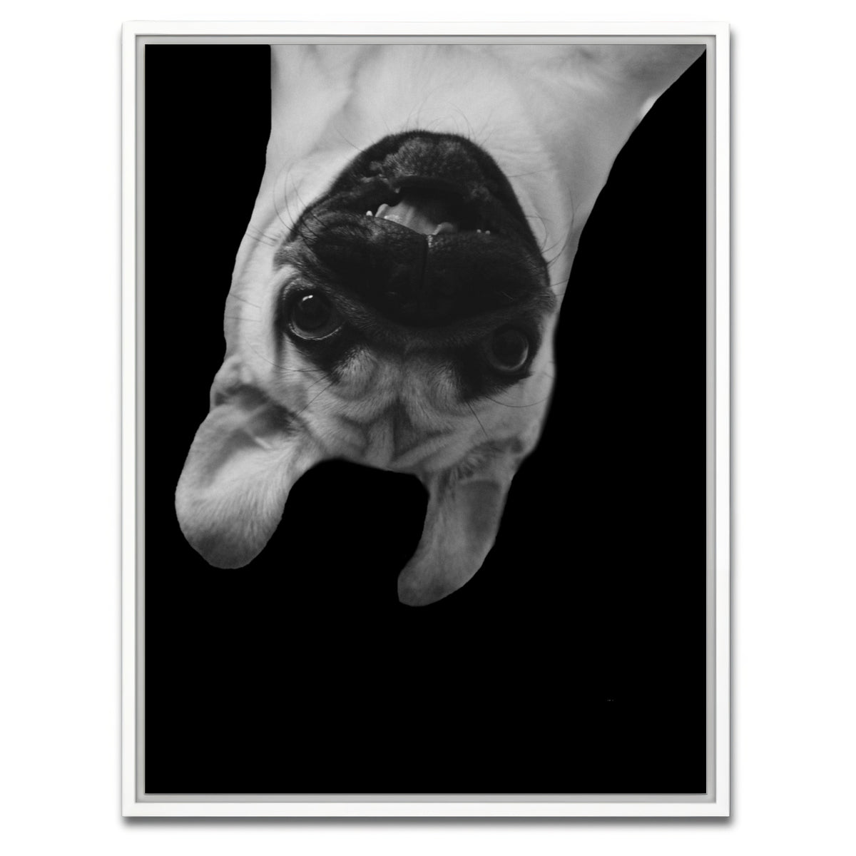 AUTO-MOCKUP WHITE | Funny Pug Dog | 1 Piece | White Framed Canvas | group=3x4