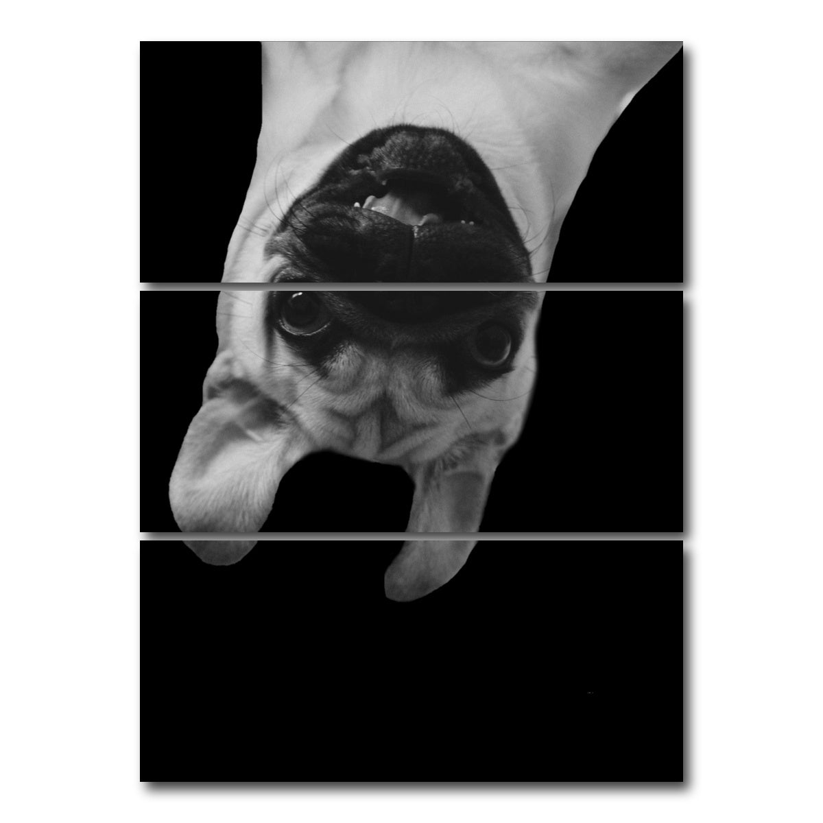 AUTO-MOCKUP WHITE | Funny Pug Dog | 3 Piece | Gallery Wrap Canvas | group=8x18_stacked