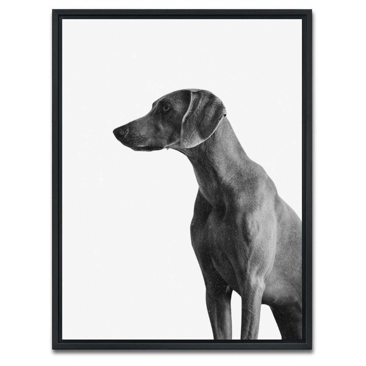 AUTO-MOCKUP WHITE | Gazing Dog | 1 Piece | Black Framed Canvas | group=3x4