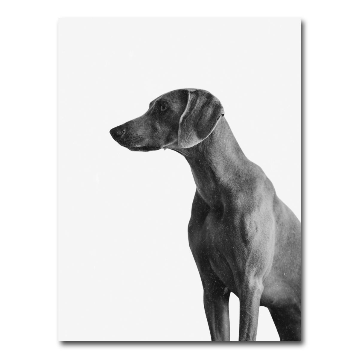AUTO-MOCKUP WHITE | Gazing Dog | 1 Piece | Gallery Wrap Canvas | group=3x4