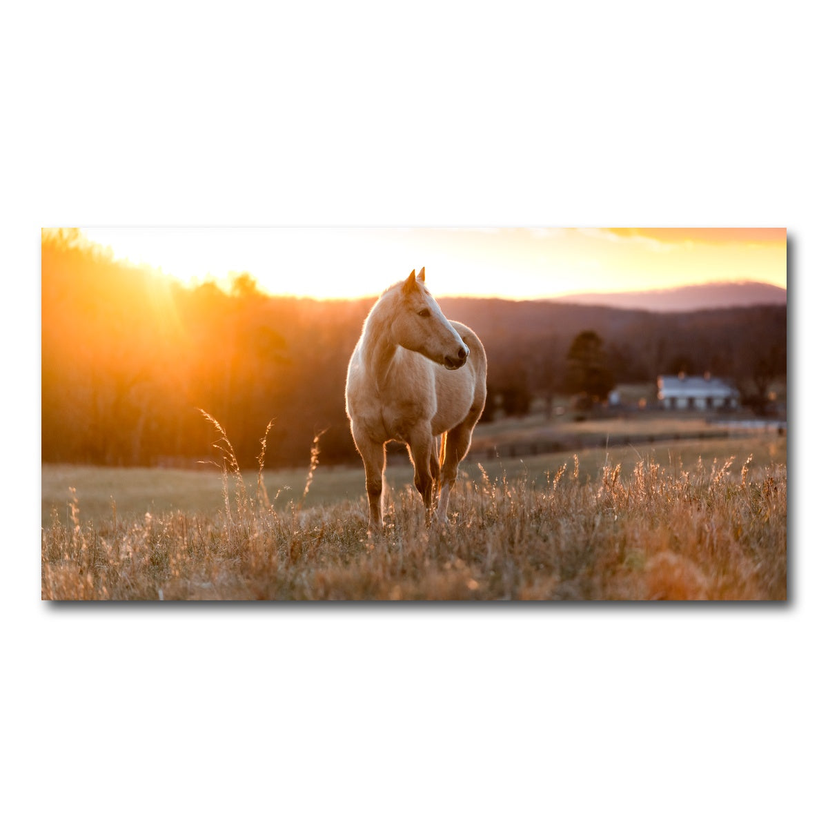 AUTO-MOCKUP WHITE | Golden Horse | 1 Piece | Gallery Wrap Canvas | group=2x1