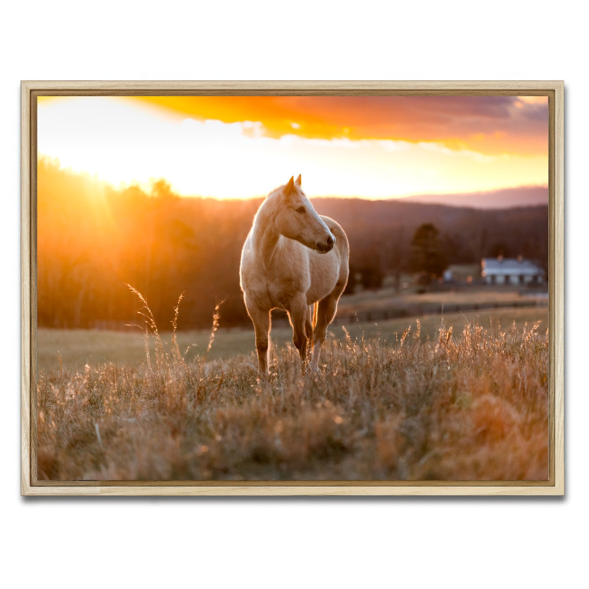AUTO-MOCKUP WHITE | Golden Horse | 1 Piece | Natural Framed Canvas | group=4x3
