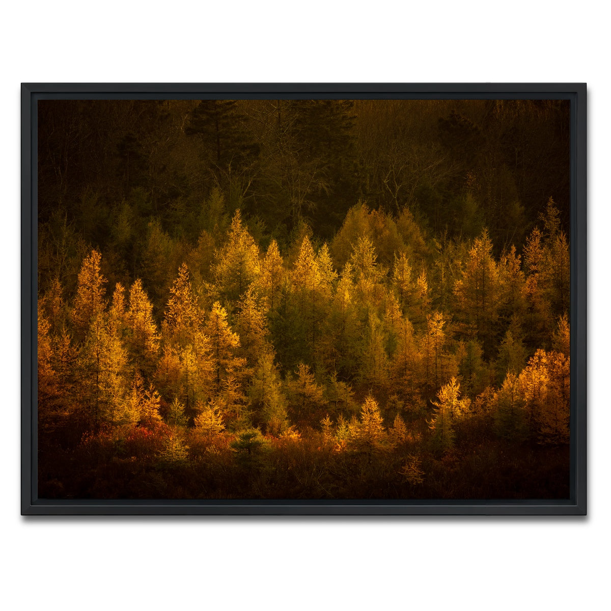 AUTO-MOCKUP WHITE | Golden Slumber | 1 Piece | Black Framed Canvas | group=4x3