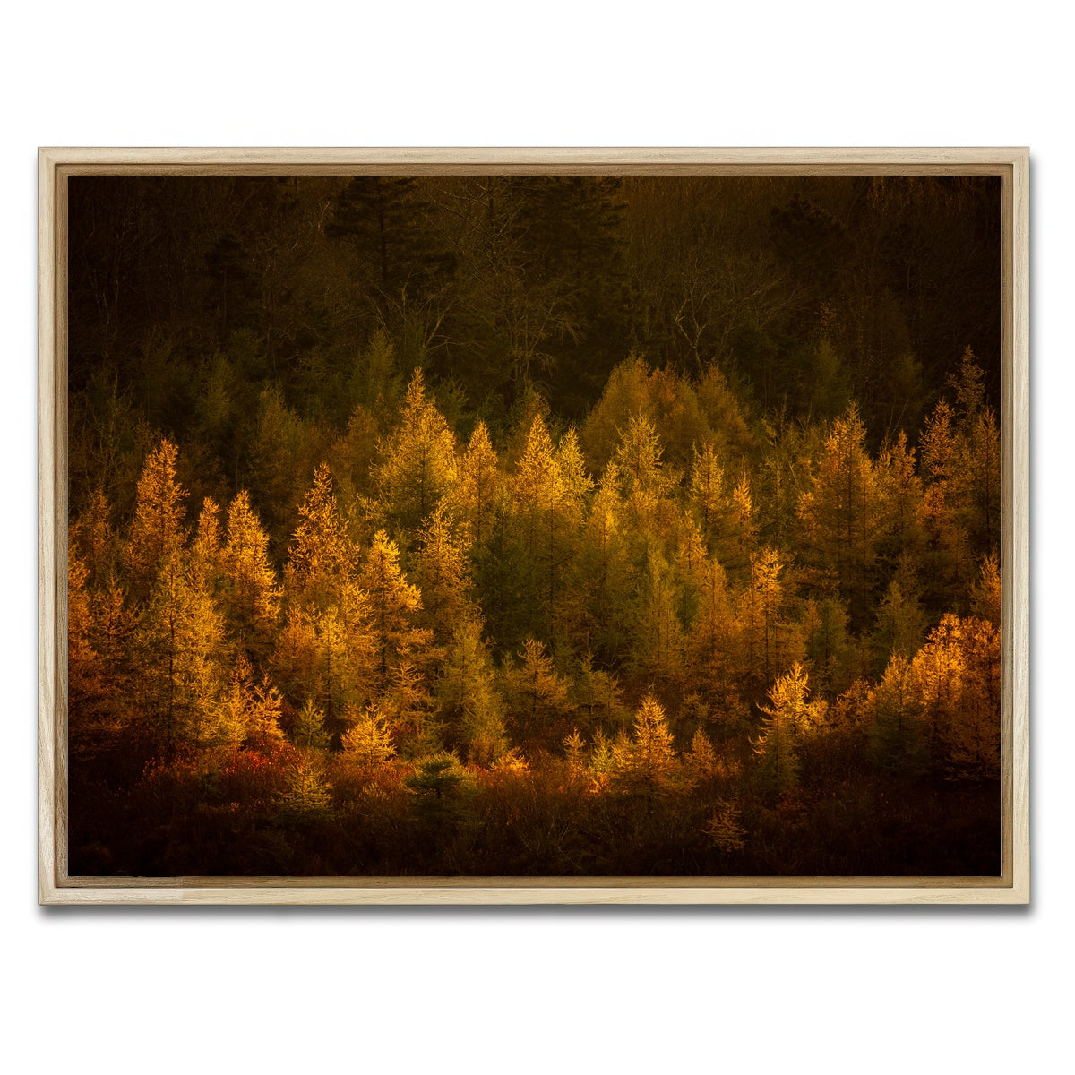 AUTO-MOCKUP WHITE | Golden Slumber | 1 Piece | Natural Framed Canvas | group=4x3