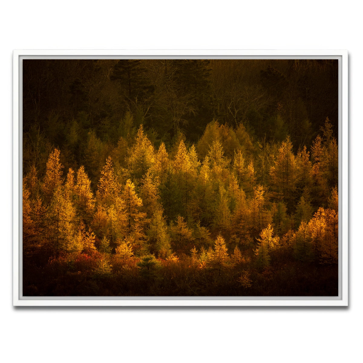 AUTO-MOCKUP WHITE | Golden Slumber | 1 Piece | White Framed Canvas | group=4x3