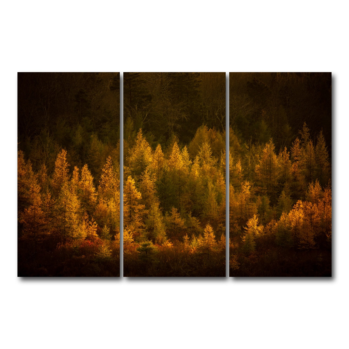 AUTO-MOCKUP WHITE | Golden Slumber | 3 Piece | Gallery Wrap Canvas | group=12x24