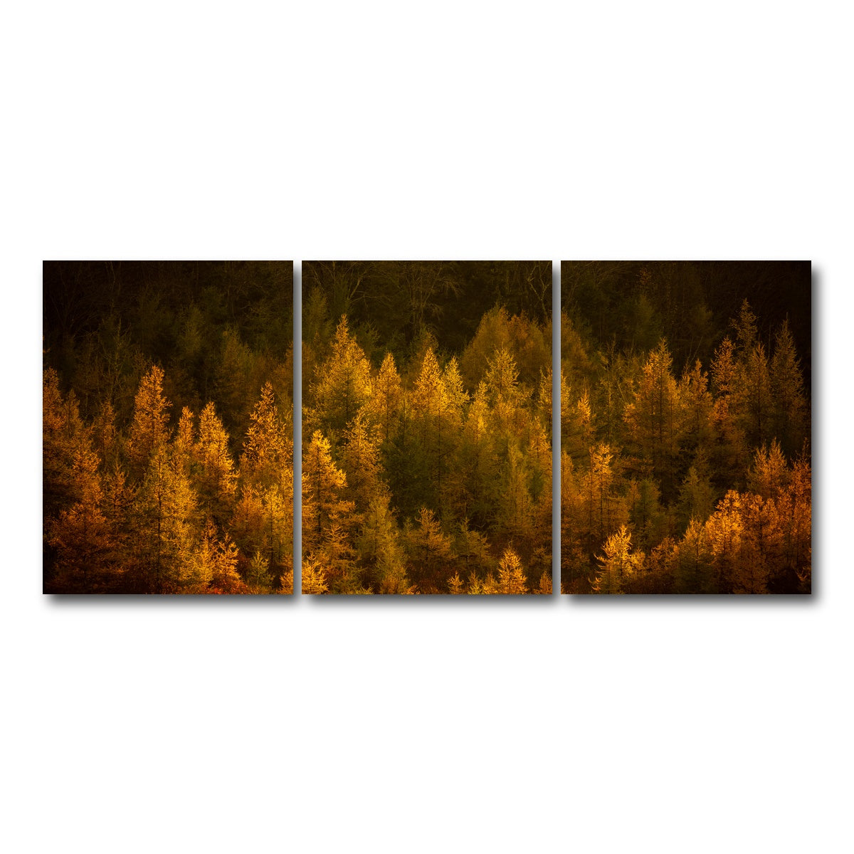 AUTO-MOCKUP WHITE | Golden Slumber | 3 Piece | Gallery Wrap Canvas | group=18x24