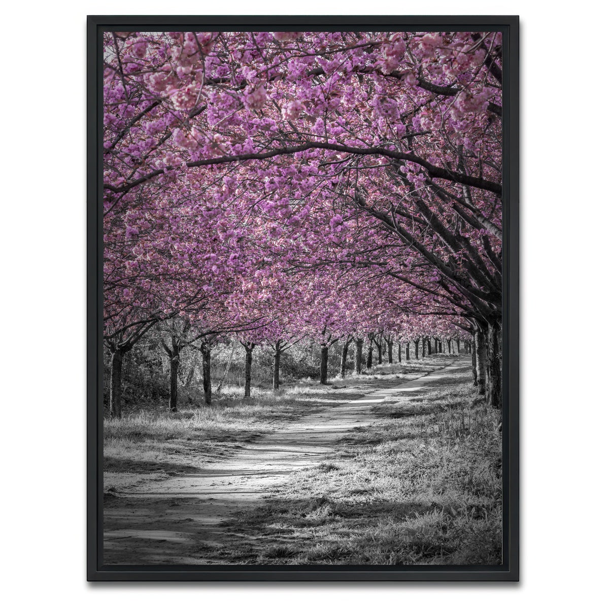 AUTO-MOCKUP WHITE | Gorgeous cherry blossom alley in pink | 1 Piece | Black Framed Canvas | group=3x4
