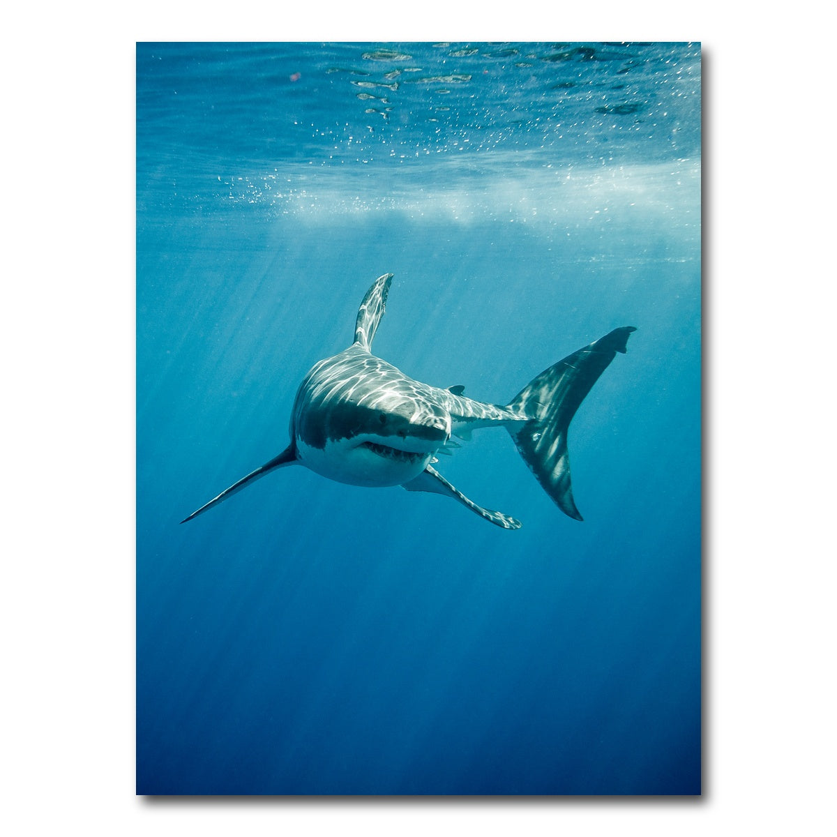 AUTO-MOCKUP WHITE | Great White Shark swimming | 1 Piece | Gallery Wrap Canvas | group=3x4