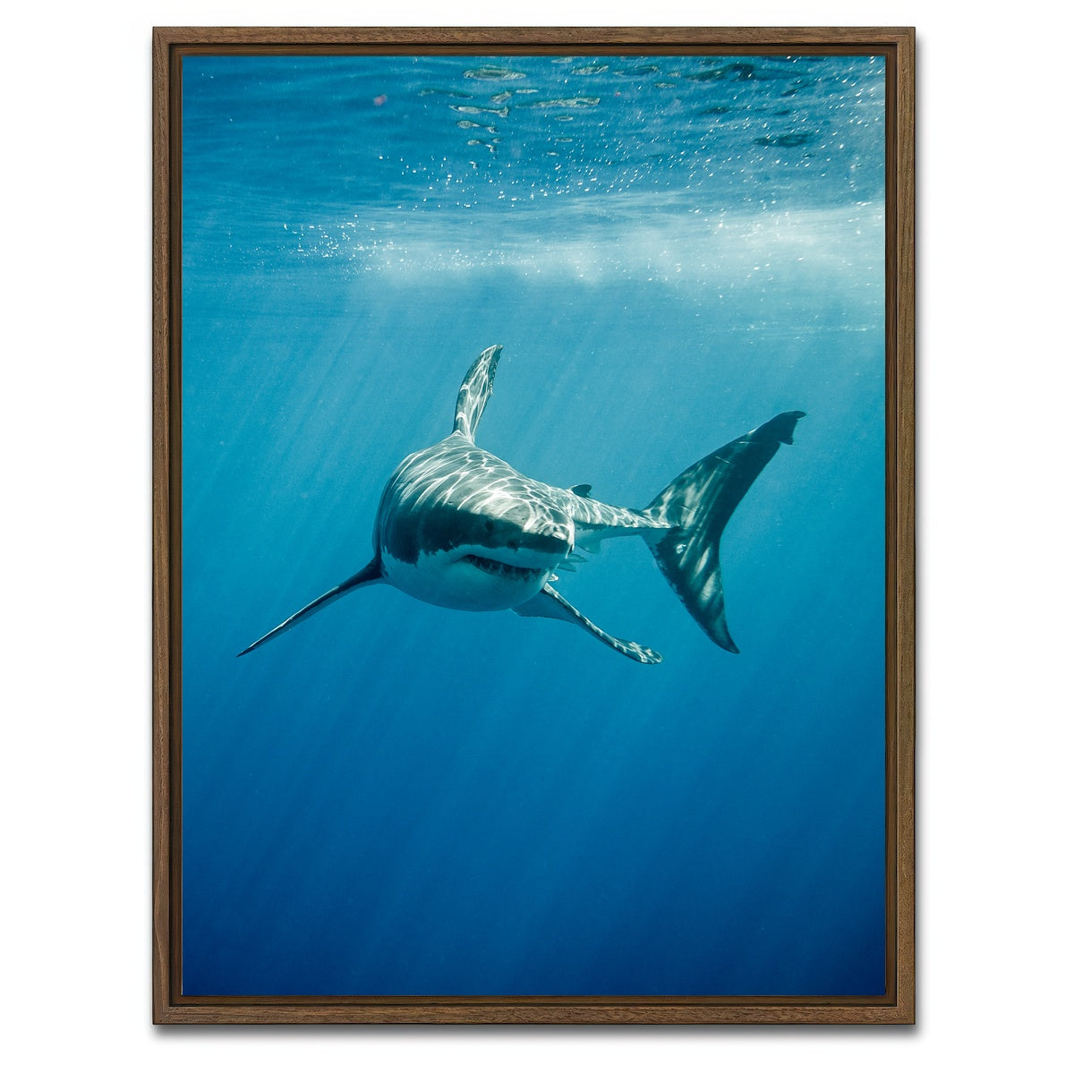 AUTO-MOCKUP WHITE | Great White Shark swimming | 1 Piece | Walnut Framed Canvas | group=3x4