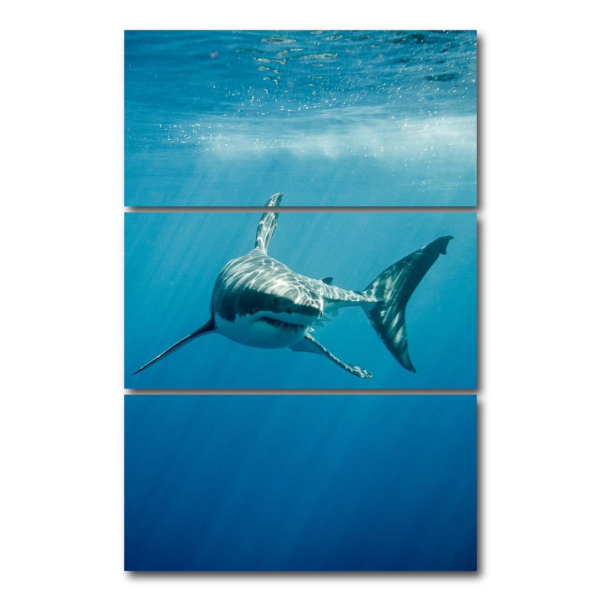 AUTO-MOCKUP WHITE | Great White Shark swimming | 3 Piece | Gallery Wrap Canvas | group=12x24_stacked