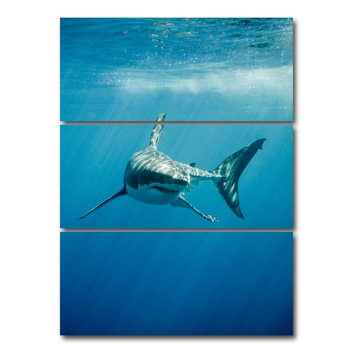 AUTO-MOCKUP WHITE | Great White Shark swimming | 3 Piece | Gallery Wrap Canvas | group=8x18_stacked