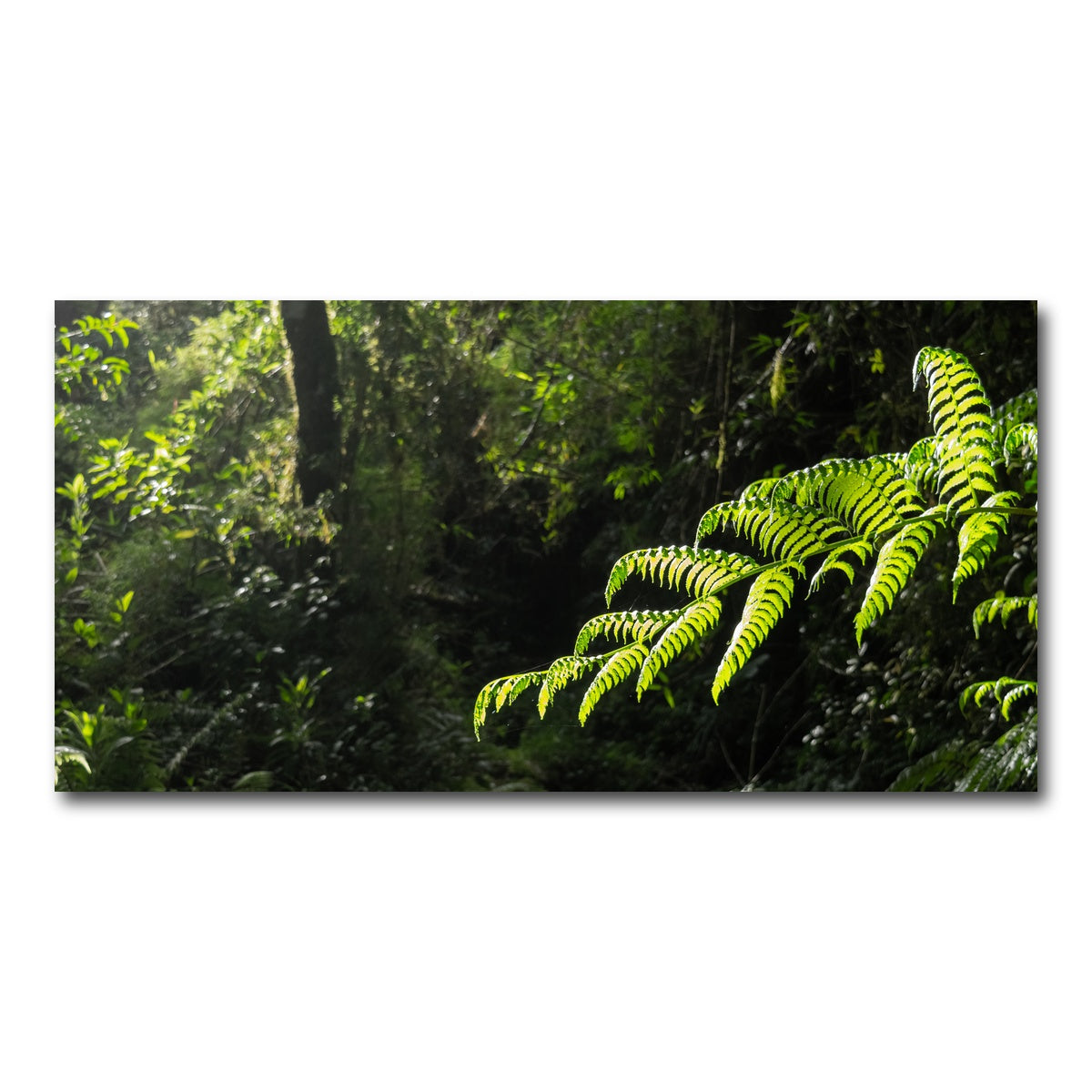 AUTO-MOCKUP WHITE | Green Samambaia | 1 Piece | Gallery Wrap Canvas | group=2x1