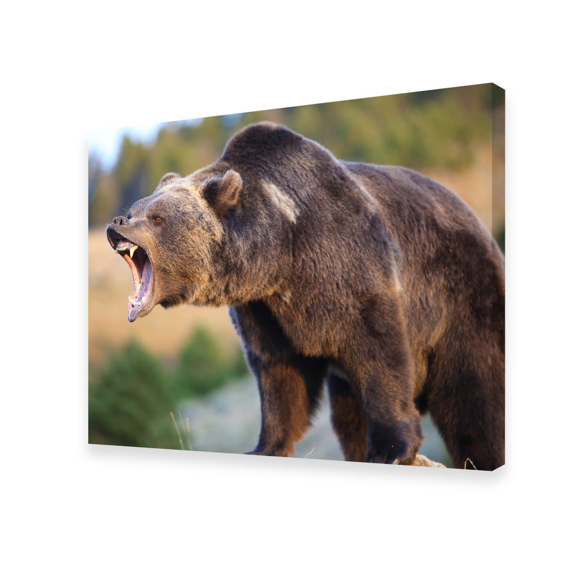 Grizzly Bear Growling Wall Art