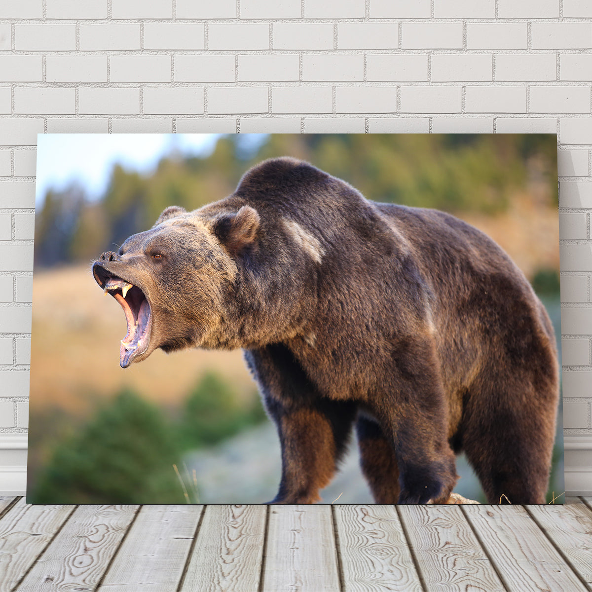 Grizzly Bear Growling Wall Art