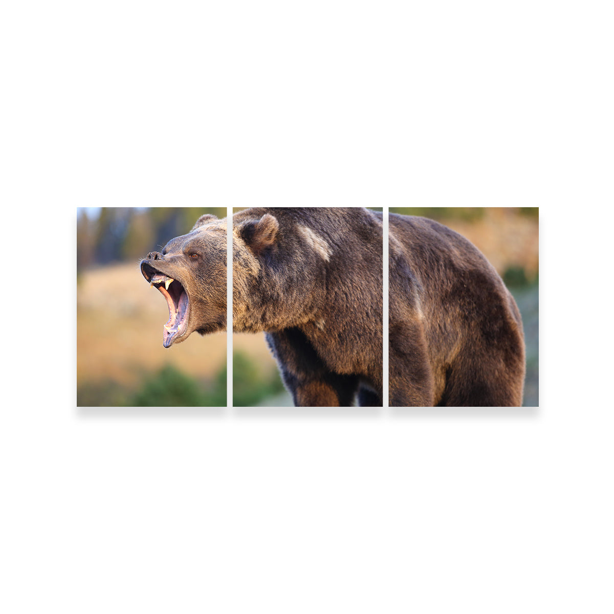 Grizzly Bear Growling Wall Art