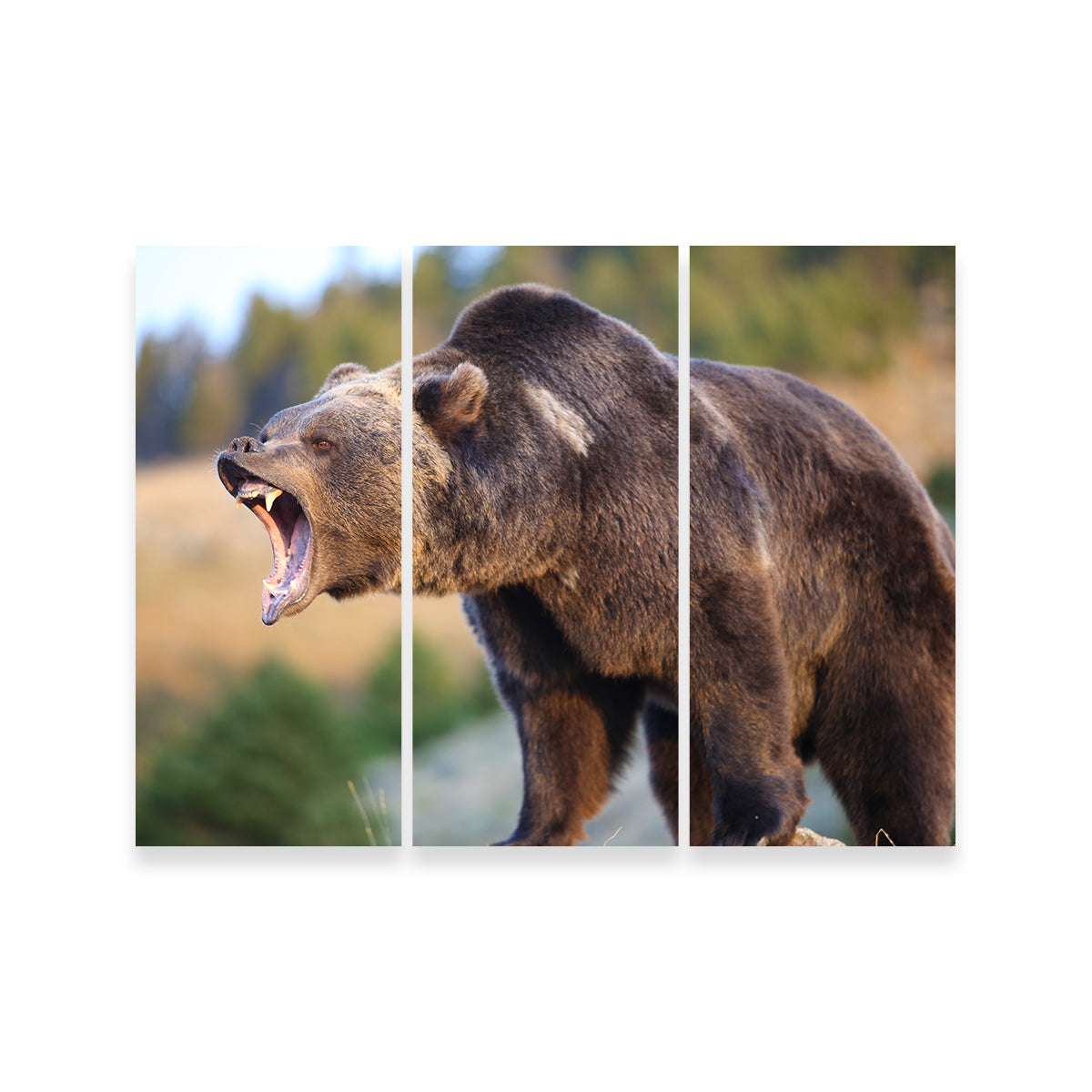 Grizzly Bear Growling Wall Art