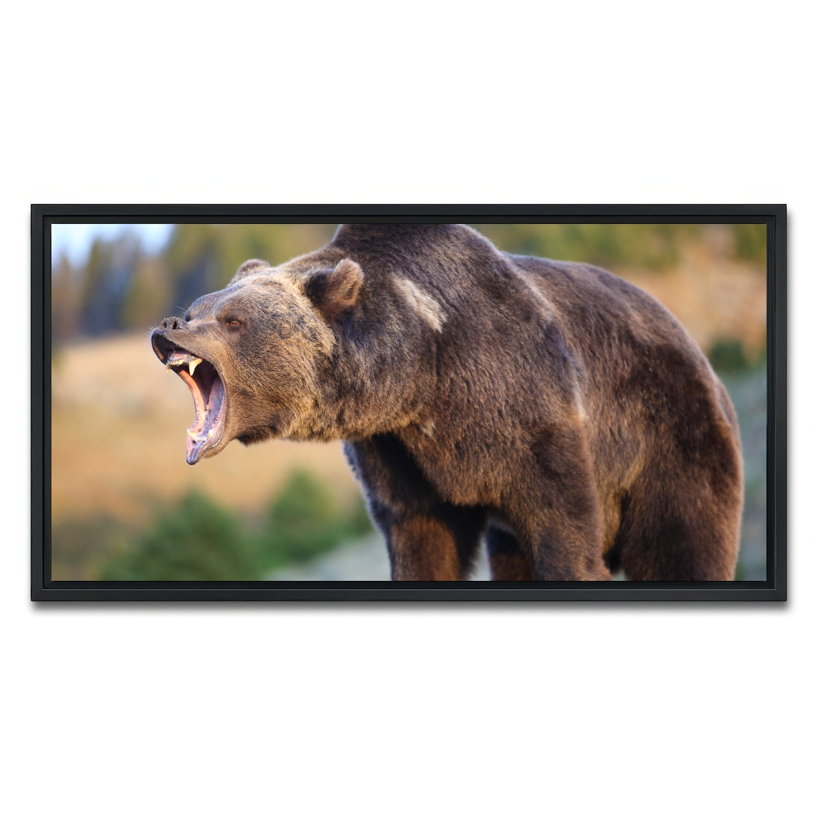 AUTO-MOCKUP WHITE | Grizzly Bear Growling | 1 Piece | Black Framed Canvas | group=2x1