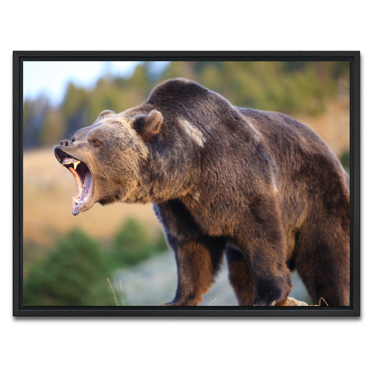 AUTO-MOCKUP WHITE | Grizzly Bear Growling | 1 Piece | Black Framed Canvas | group=4x3