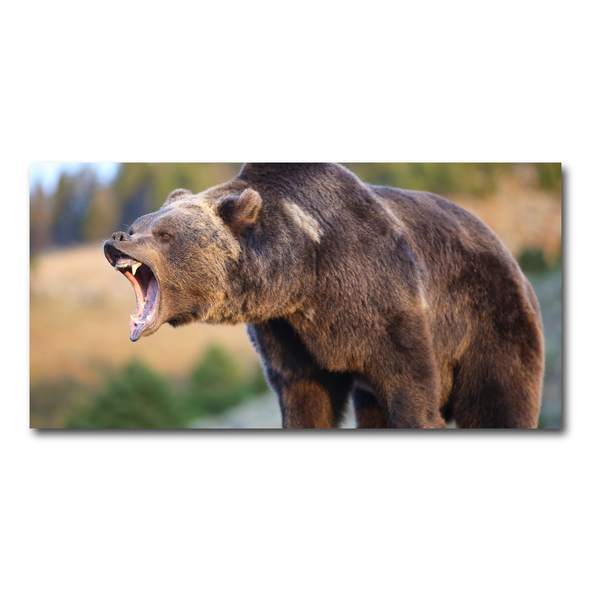 AUTO-MOCKUP WHITE | Grizzly Bear Growling | 1 Piece | Gallery Wrap Canvas | group=2x1