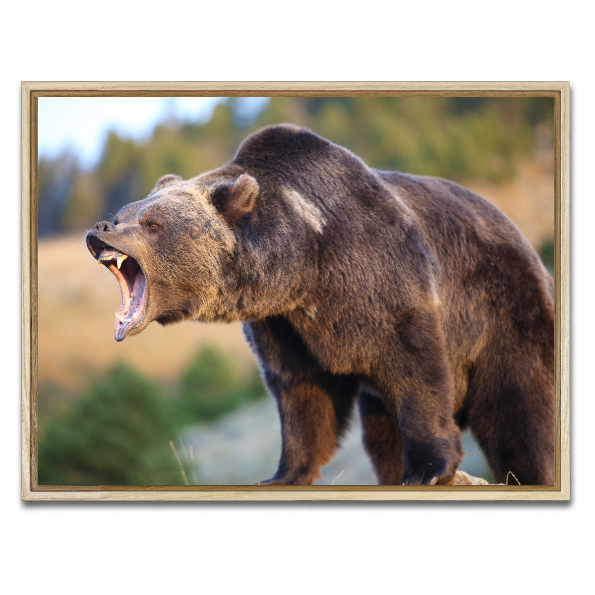 AUTO-MOCKUP WHITE | Grizzly Bear Growling | 1 Piece | Natural Framed Canvas | group=4x3
