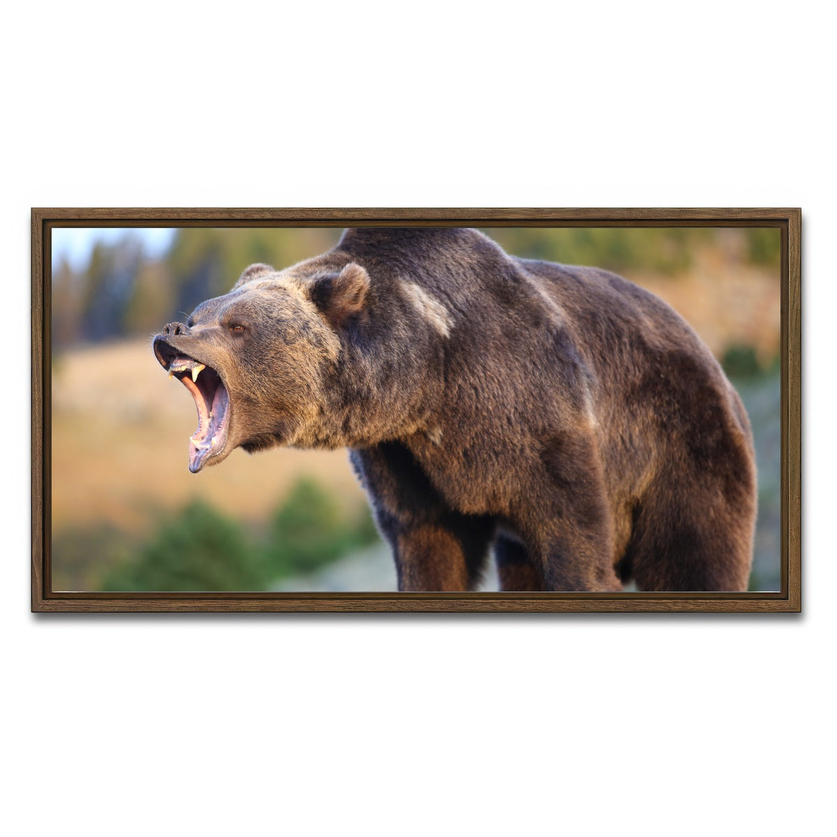 AUTO-MOCKUP WHITE | Grizzly Bear Growling | 1 Piece | Walnut Framed Canvas | group=2x1