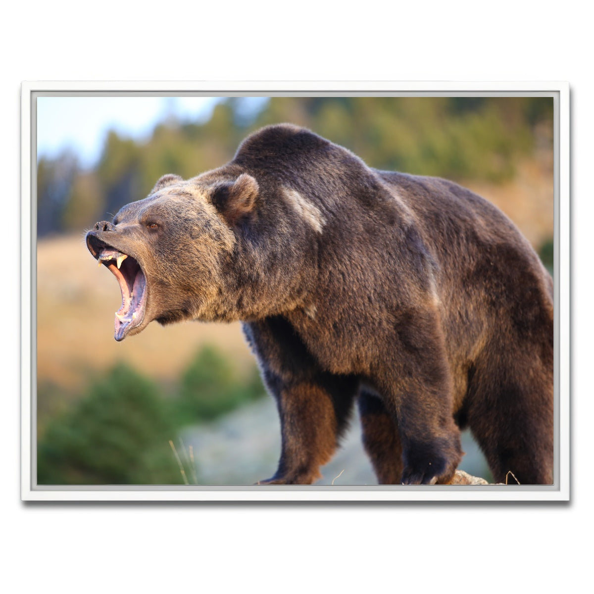 AUTO-MOCKUP WHITE | Grizzly Bear Growling | 1 Piece | White Framed Canvas | group=4x3