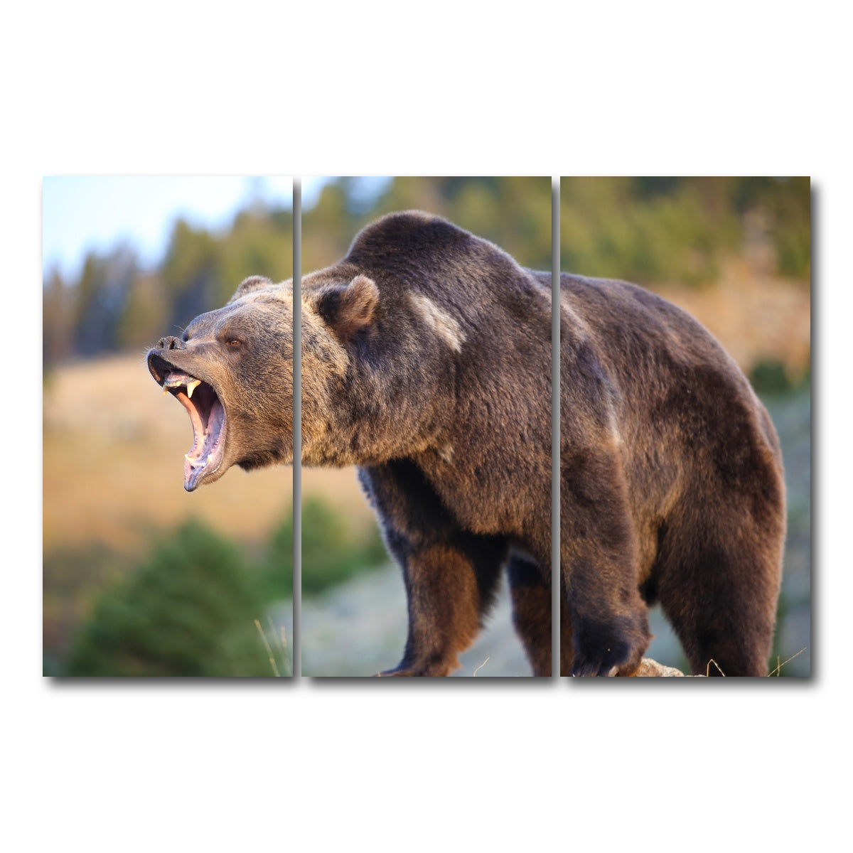 AUTO-MOCKUP WHITE | Grizzly Bear Growling | 3 Piece | Gallery Wrap Canvas | group=12x24