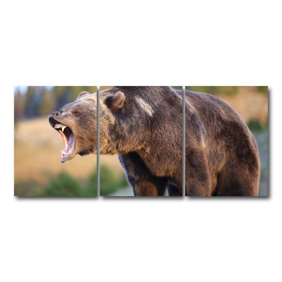 AUTO-MOCKUP WHITE | Grizzly Bear Growling | 3 Piece | Gallery Wrap Canvas | group=18x24
