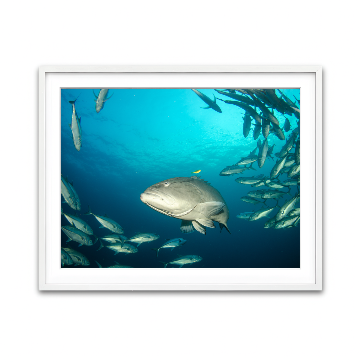 Framed Print 4x3 White
