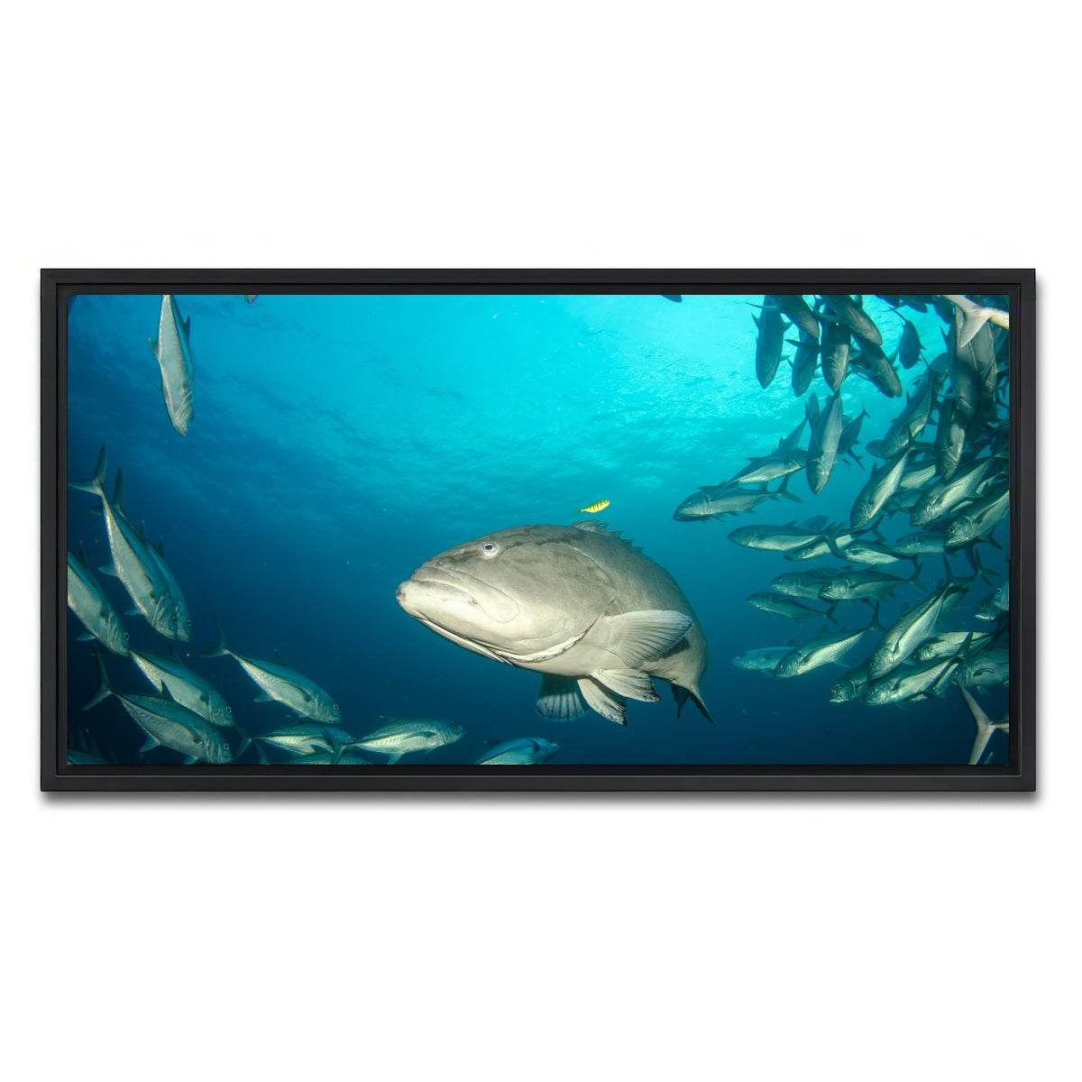 AUTO-MOCKUP WHITE | Grouper - Sea of Cortez | 1 Piece | Black Framed Canvas | group=2x1