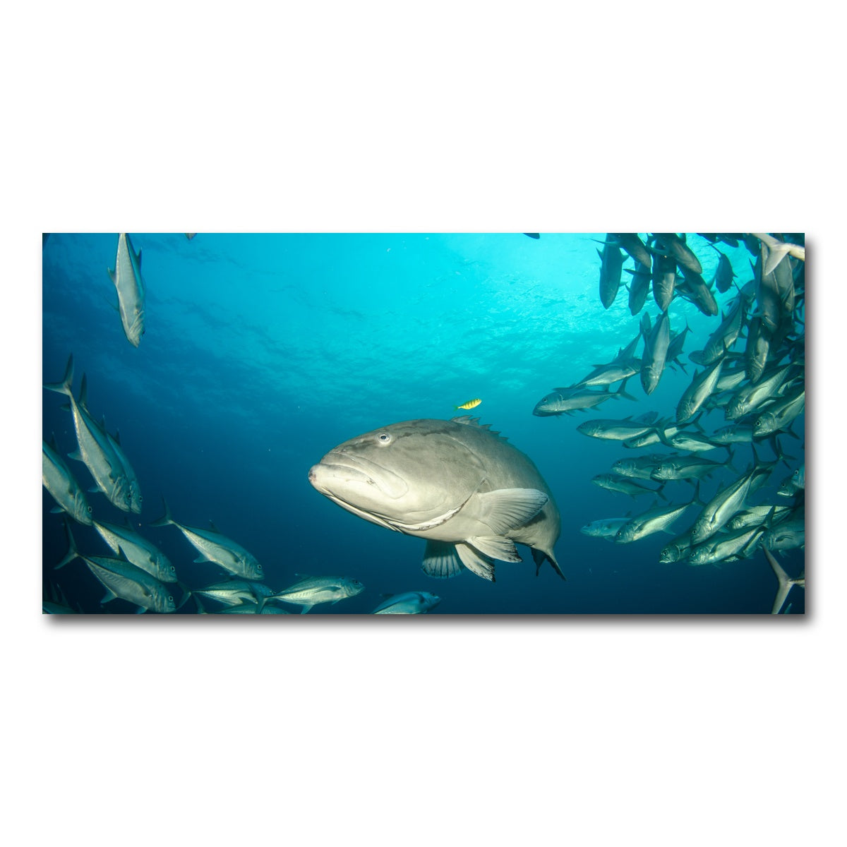 AUTO-MOCKUP WHITE | Grouper - Sea of Cortez | 1 Piece | Gallery Wrap Canvas | group=2x1