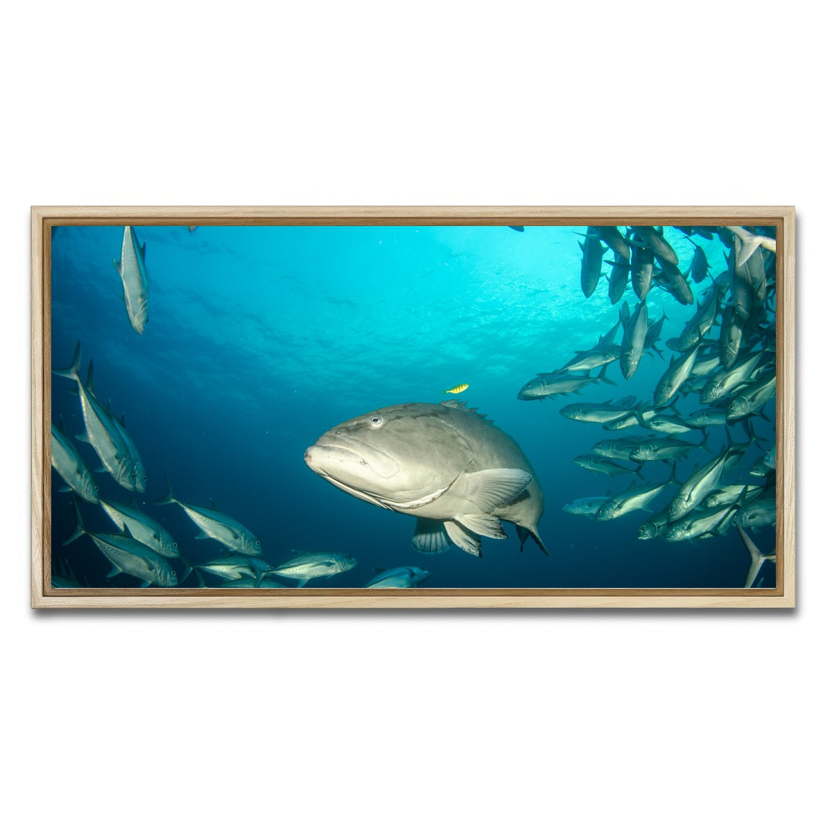 AUTO-MOCKUP WHITE | Grouper - Sea of Cortez | 1 Piece | Natural Framed Canvas | group=2x1