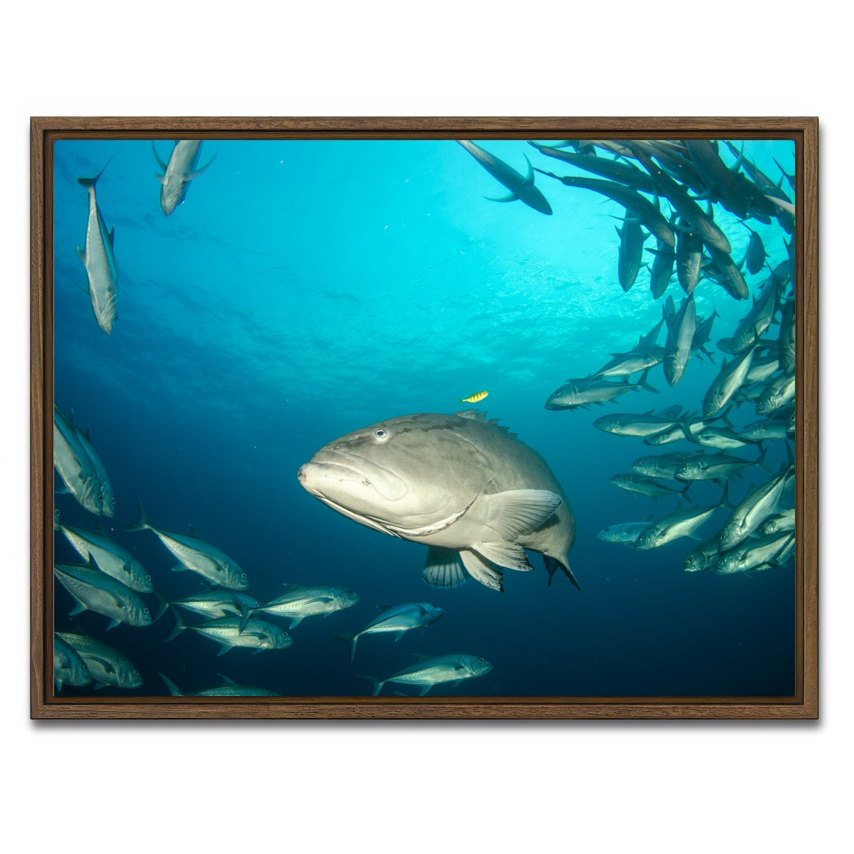 AUTO-MOCKUP WHITE | Grouper - Sea of Cortez | 1 Piece | Walnut Framed Canvas | group=4x3