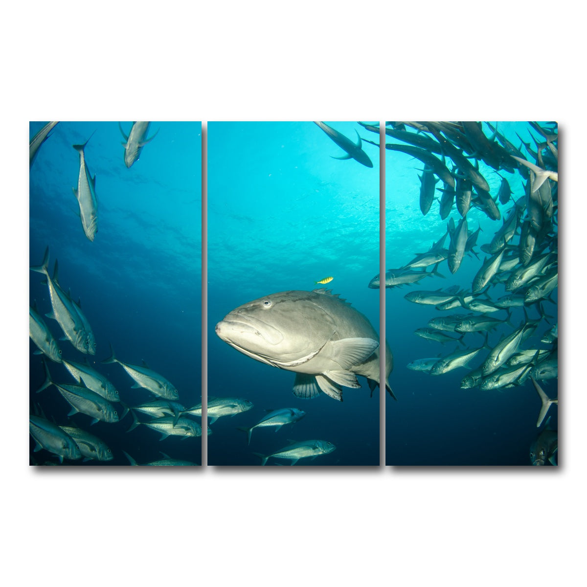 AUTO-MOCKUP WHITE | Grouper - Sea of Cortez | 3 Piece | Gallery Wrap Canvas | group=12x24