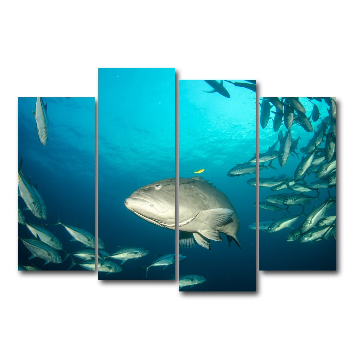 AUTO-MOCKUP WHITE | Grouper - Sea of Cortez | 4 Piece | Gallery Wrap Canvas | group=4_normal
