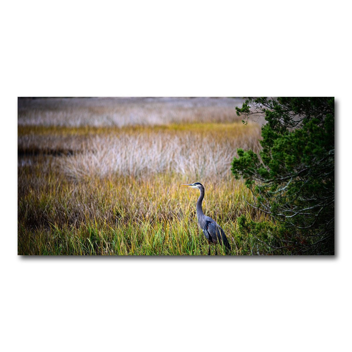 AUTO-MOCKUP WHITE | Heron Jekyll Island | 1 Piece | Gallery Wrap Canvas | group=2x1