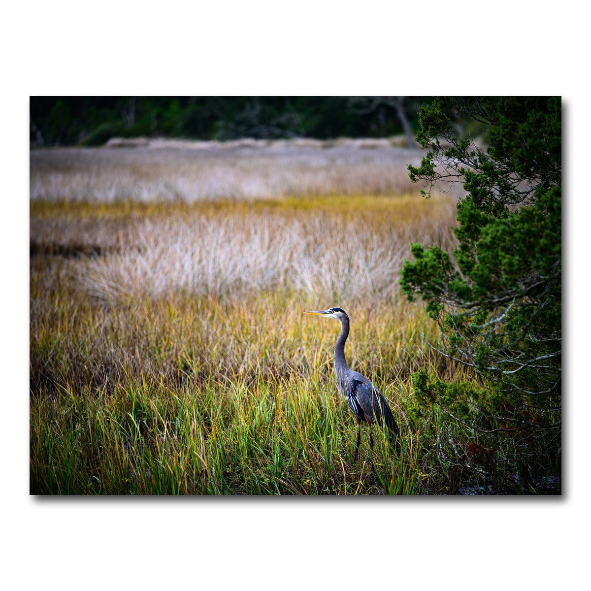 AUTO-MOCKUP WHITE | Heron Jekyll Island | 1 Piece | Gallery Wrap Canvas | group=4x3
