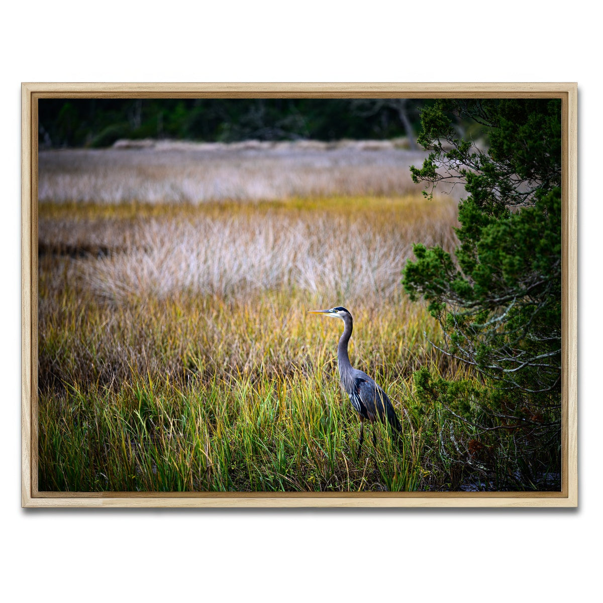 AUTO-MOCKUP WHITE | Heron Jekyll Island | 1 Piece | Natural Framed Canvas | group=4x3