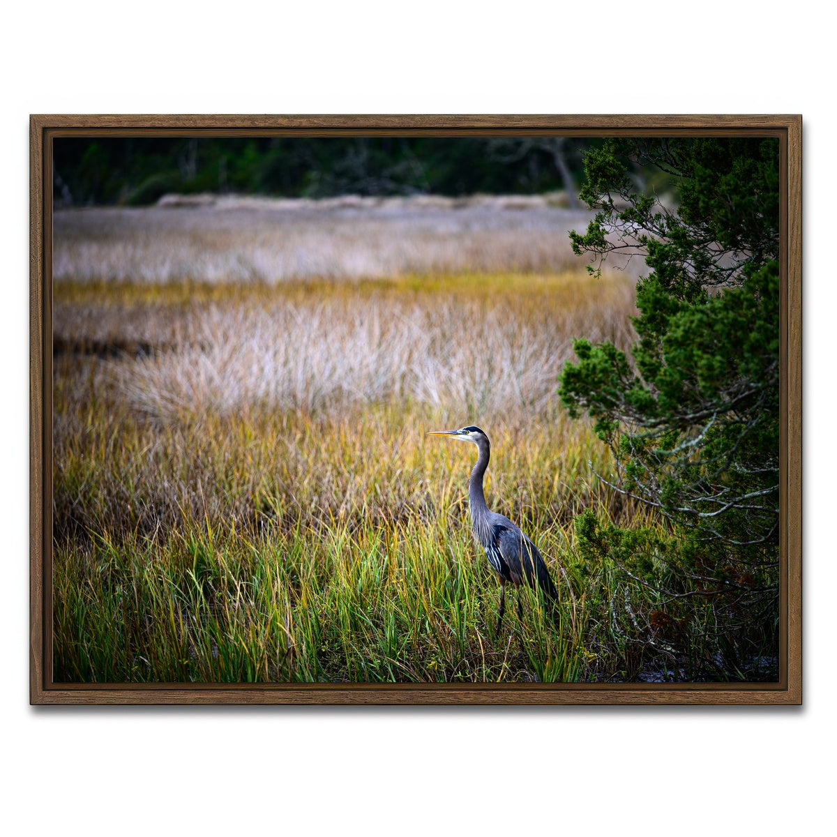 AUTO-MOCKUP WHITE | Heron Jekyll Island | 1 Piece | Walnut Framed Canvas | group=4x3