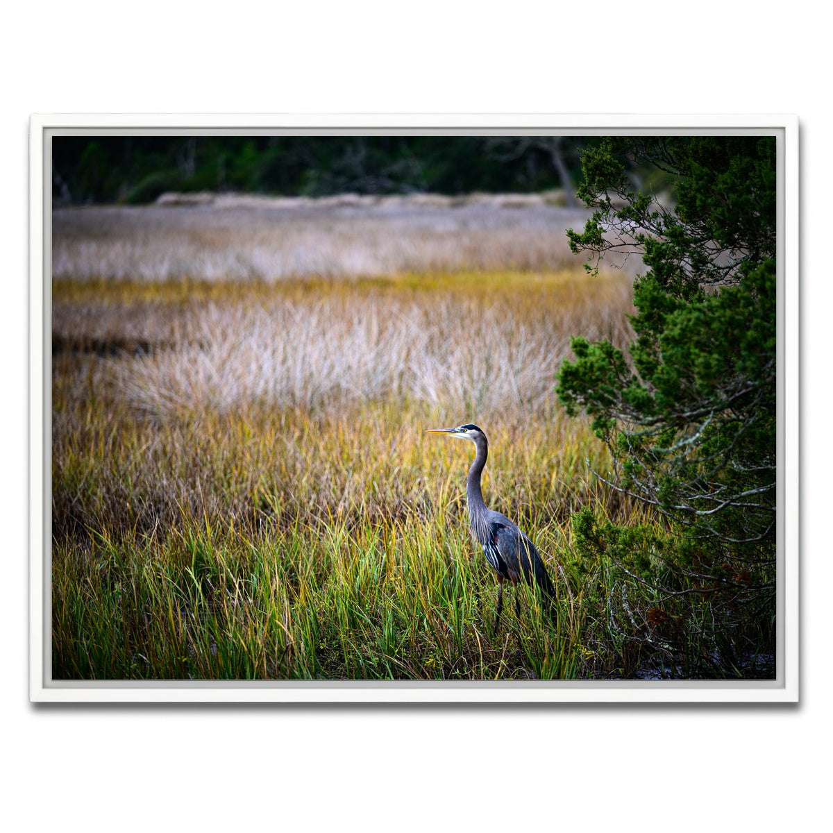AUTO-MOCKUP WHITE | Heron Jekyll Island | 1 Piece | White Framed Canvas | group=4x3