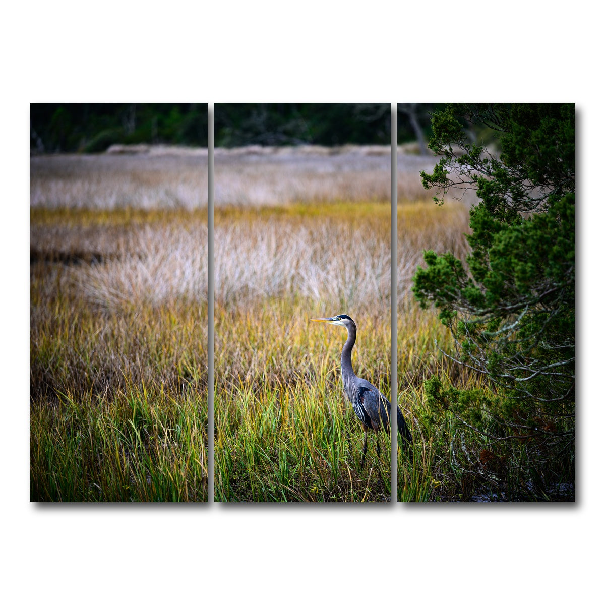AUTO-MOCKUP WHITE | Heron Jekyll Island | 3 Piece | Gallery Wrap Canvas | group=8x18