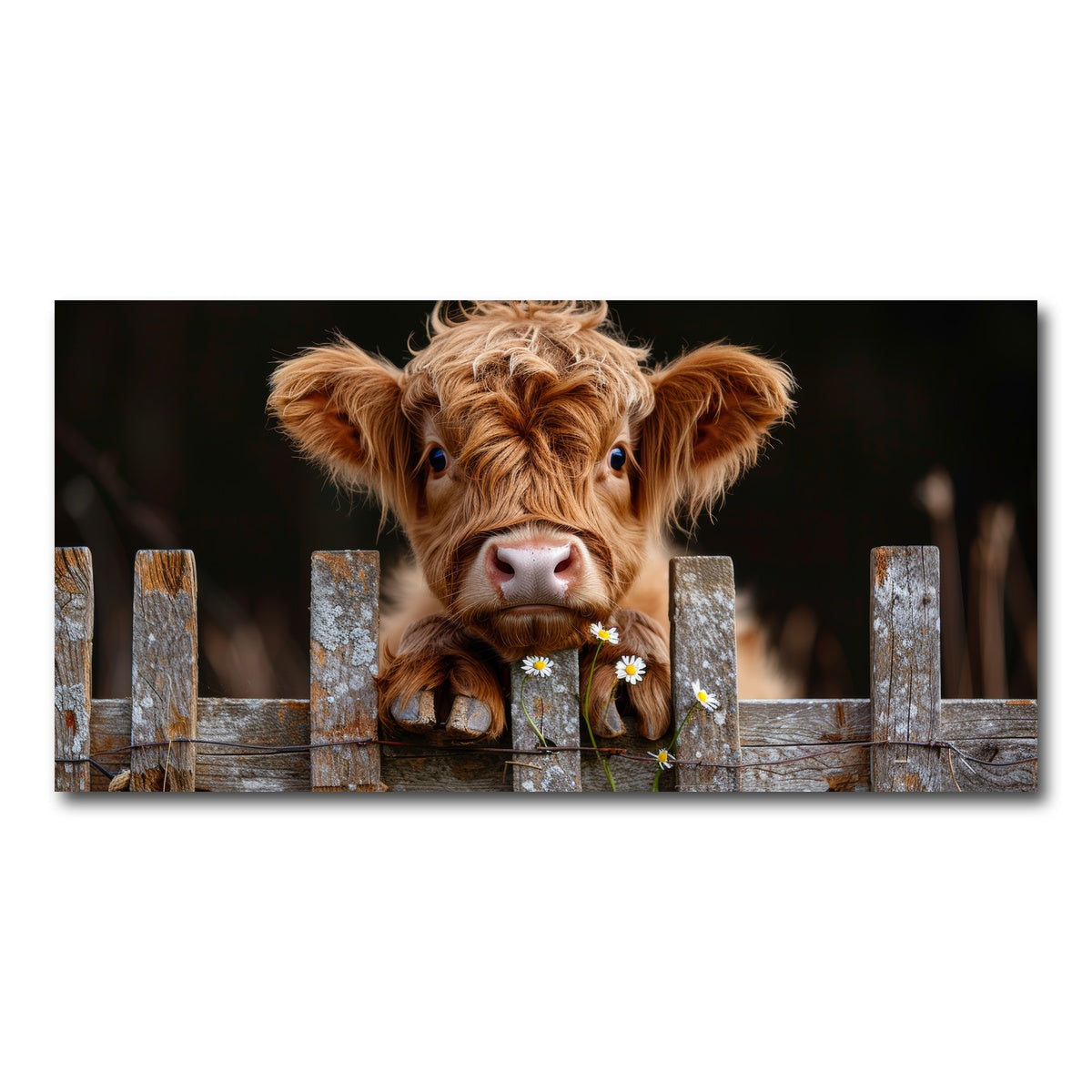 AUTO-MOCKUP WHITE | Highland Baby Calf | 1 Piece | Gallery Wrap Canvas | group=2x1