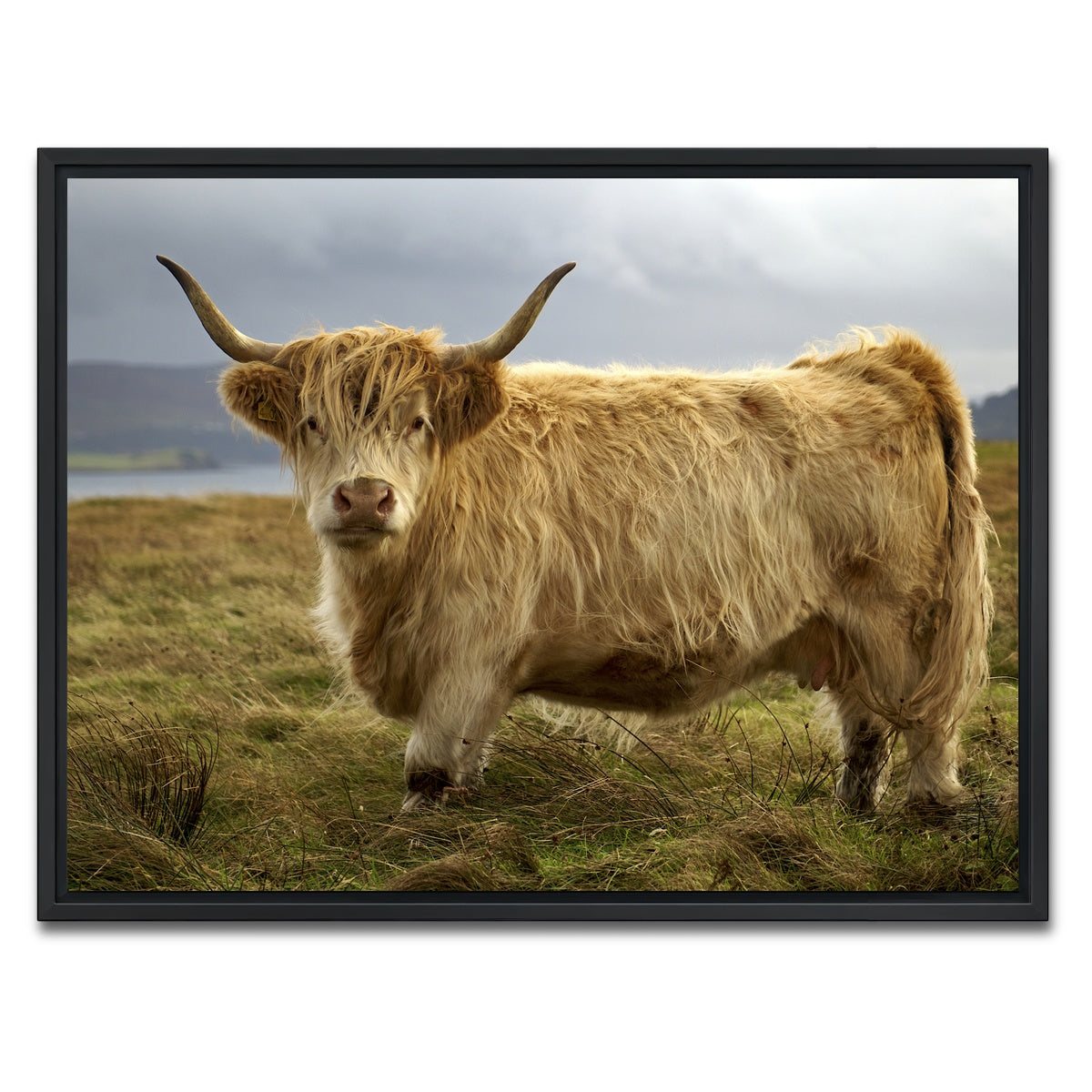 AUTO-MOCKUP WHITE | Highland Cow - Countryside | 1 Piece | Black Framed Canvas | group=4x3