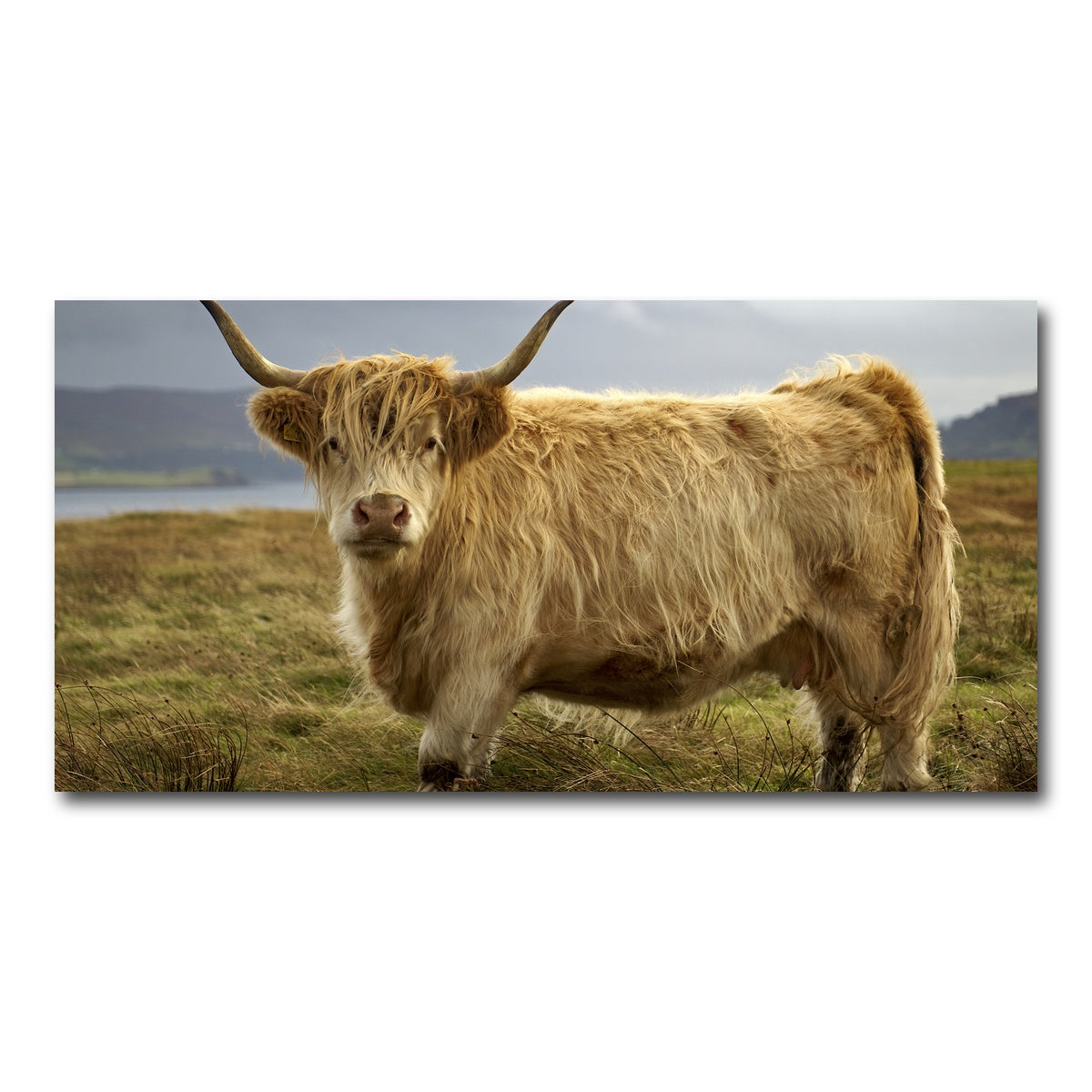 AUTO-MOCKUP WHITE | Highland Cow - Countryside | 1 Piece | Gallery Wrap Canvas | group=2x1