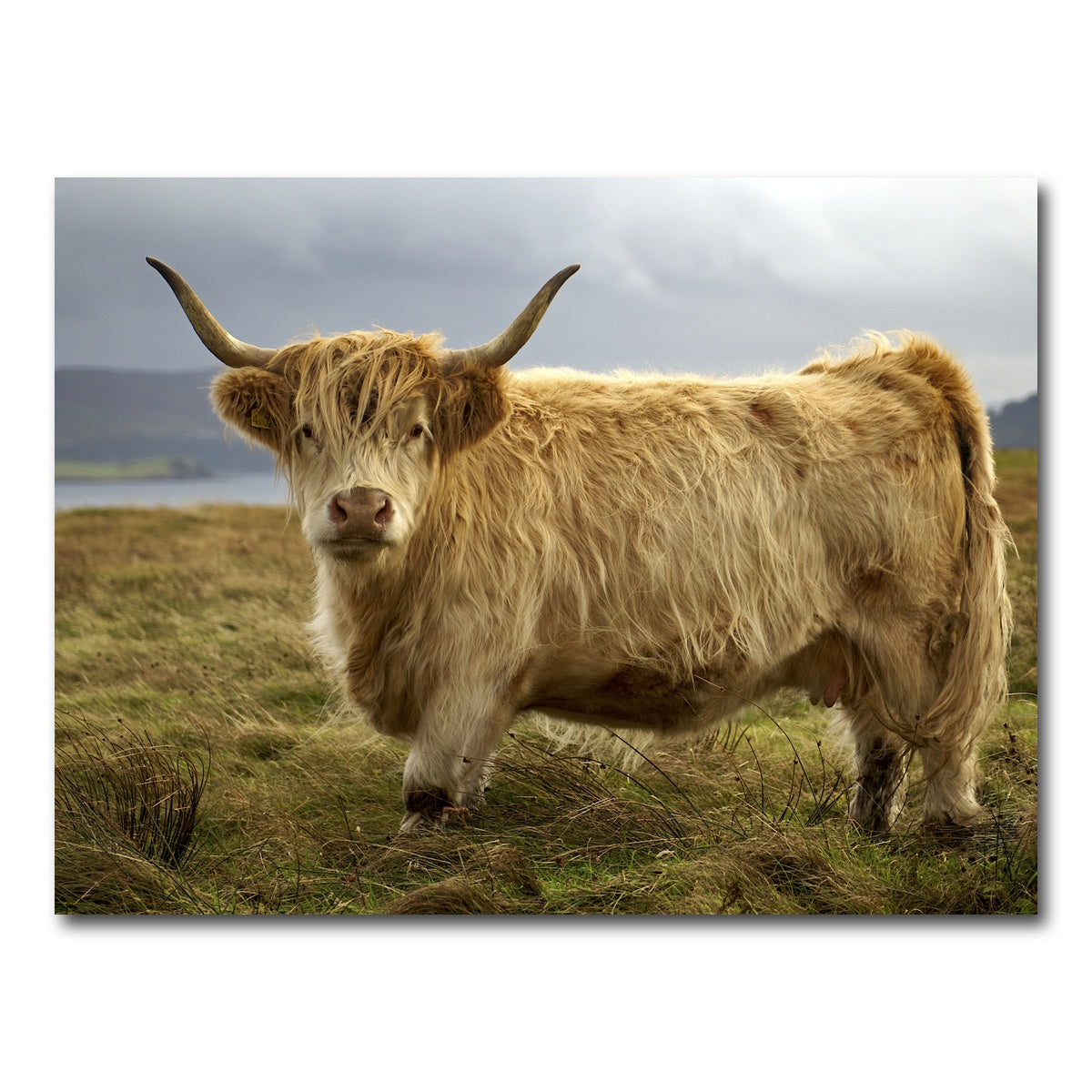 AUTO-MOCKUP WHITE | Highland Cow - Countryside | 1 Piece | Gallery Wrap Canvas | group=4x3
