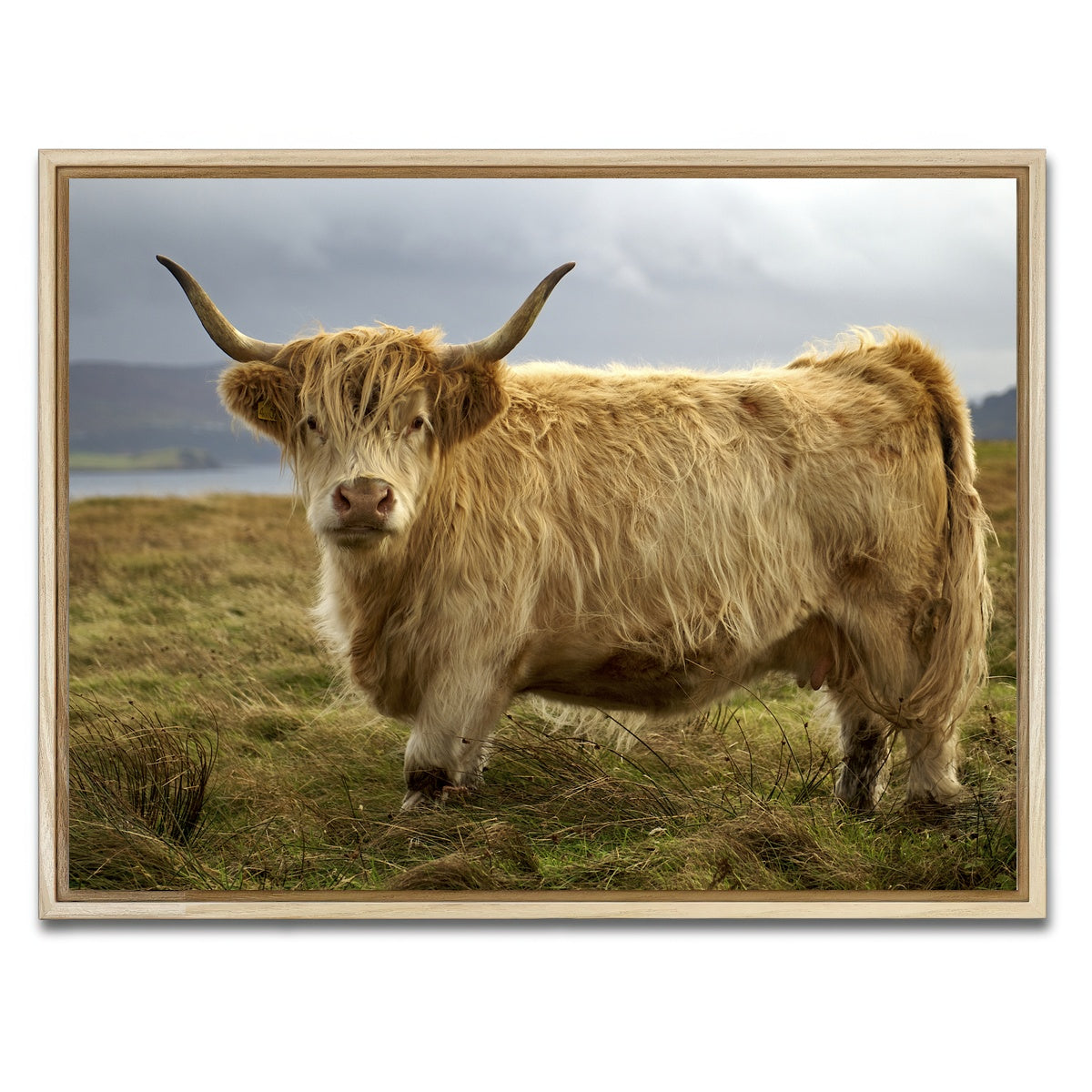 AUTO-MOCKUP WHITE | Highland Cow - Countryside | 1 Piece | Natural Framed Canvas | group=4x3