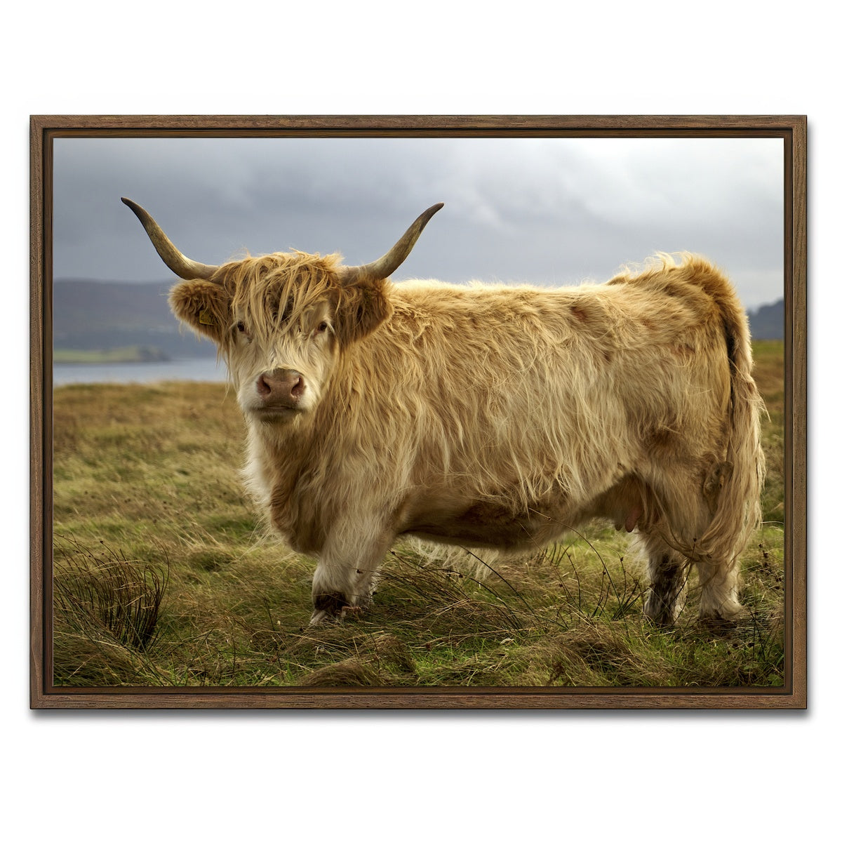 AUTO-MOCKUP WHITE | Highland Cow - Countryside | 1 Piece | Walnut Framed Canvas | group=4x3